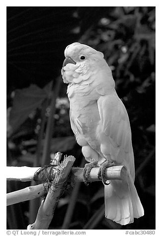 White Parrot, Bloedel conservatory, Queen Elizabeth Park. Vancouver, British Columbia, Canada