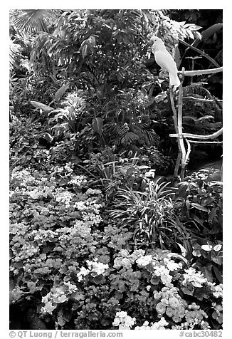 White Parrot and flowers, Bloedel conservatory, Queen Elizabeth Park. Vancouver, British Columbia, Canada