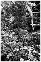 White Parrot and flowers, Bloedel conservatory, Queen Elizabeth Park. Vancouver, British Columbia, Canada (black and white)