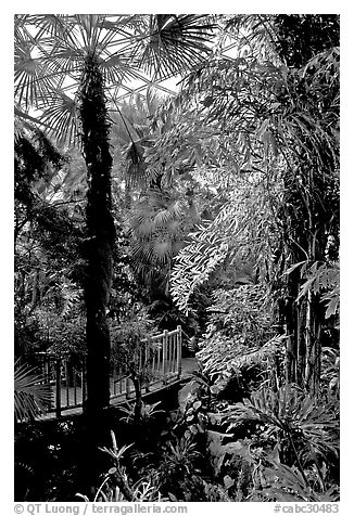 Tropical vegetation inside the dome of the Bloedel conservatory, Queen Elizabeth Park. Vancouver, British Columbia, Canada (black and white)