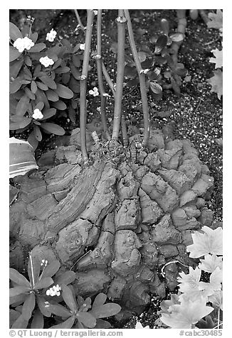 Elephant's foot plant,  Bloedel conservatory, Queen Elizabeth Park. Vancouver, British Columbia, Canada (black and white)