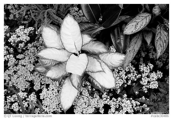 Tropical flowers and plants, Bloedel conservatory, Queen Elizabeth Park. Vancouver, British Columbia, Canada