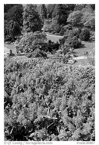 Flowers and sunken garden, Queen Elizabeth Park. Vancouver, British Columbia, Canada (black and white)