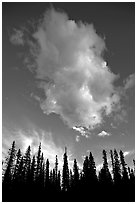 Trees and cloud, sunset. Yoho National Park, Canadian Rockies, British Columbia, Canada (black and white)