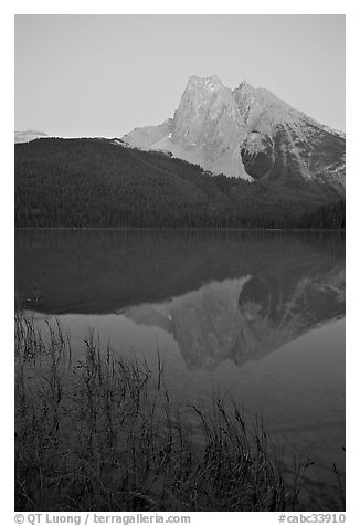 Reeds and Mount Burgess reflected in Emerald Lake, dusk. Yoho National Park, Canadian Rockies, British Columbia, Canada