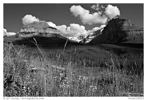 Wildflowers, peaks and Stanley Glacier, afternoon. Kootenay National Park, Canadian Rockies, British Columbia, Canada