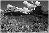 Wildflowers, peaks and Stanley Glacier, afternoon. Kootenay National Park, Canadian Rockies, British Columbia, Canada (black and white)