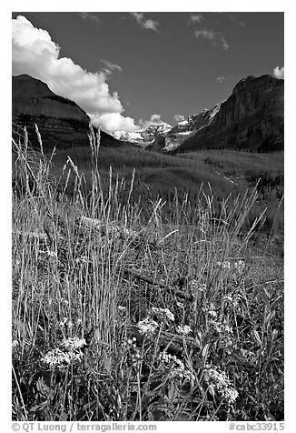 Wildflowers, mountains and Stanley Glacier, afternoon. Kootenay National Park, Canadian Rockies, British Columbia, Canada