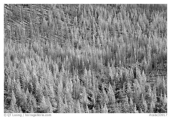 Partly burned forest on hillside. Kootenay National Park, Canadian Rockies, British Columbia, Canada