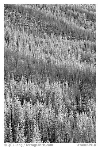 Partly burned trees on hillside. Kootenay National Park, Canadian Rockies, British Columbia, Canada