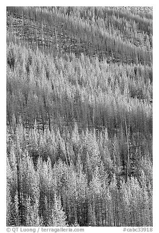 Partly burned trees on hillside. Kootenay National Park, Canadian Rockies, British Columbia, Canada (black and white)