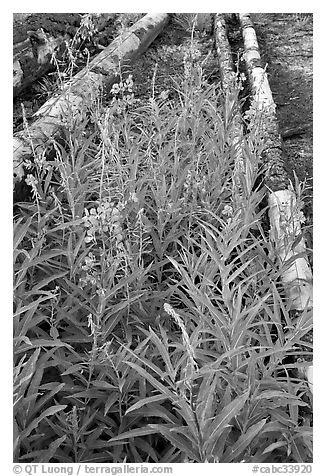 Fireweed and fallen trunks. Kootenay National Park, Canadian Rockies, British Columbia, Canada (black and white)