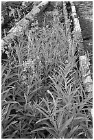 Fireweed and fallen trunks. Kootenay National Park, Canadian Rockies, British Columbia, Canada ( black and white)