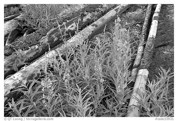 Fireweed and burned tree trunks. Kootenay National Park, Canadian Rockies, British Columbia, Canada (black and white)