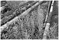 Fireweed and burned tree trunks. Kootenay National Park, Canadian Rockies, British Columbia, Canada (black and white)