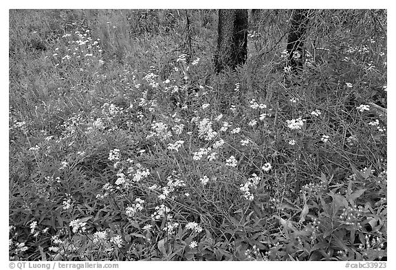 Wildflower carpet on forest floor in Tokkum Creek. Kootenay National Park, Canadian Rockies, British Columbia, Canada (black and white)