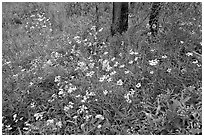 Wildflower carpet on forest floor in Tokkum Creek. Kootenay National Park, Canadian Rockies, British Columbia, Canada ( black and white)