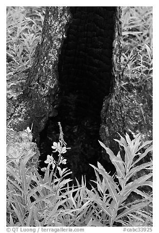 Fireweed and burned tree trunk. Kootenay National Park, Canadian Rockies, British Columbia, Canada (black and white)