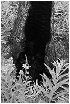 Fireweed and burned tree trunk. Kootenay National Park, Canadian Rockies, British Columbia, Canada ( black and white)