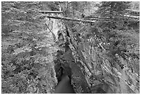 Narrow gorge spanned by fallen trees, Marble Canyon. Kootenay National Park, Canadian Rockies, British Columbia, Canada (black and white)