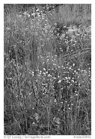 Flower carpet near Marble Canyon. Kootenay National Park, Canadian Rockies, British Columbia, Canada (black and white)