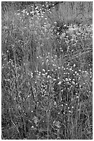 Flower carpet near Marble Canyon. Kootenay National Park, Canadian Rockies, British Columbia, Canada (black and white)