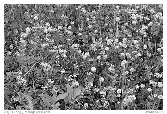 Wildflowers, Marble Canyon. Kootenay National Park, Canadian Rockies, British Columbia, Canada (black and white)