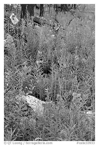 Fireweed and fire-charred trunks, Tokkum Creek. Kootenay National Park, Canadian Rockies, British Columbia, Canada