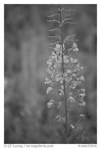 Fireweed close-up. Kootenay National Park, Canadian Rockies, British Columbia, Canada