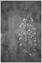 Fireweed close-up. Kootenay National Park, Canadian Rockies, British Columbia, Canada ( black and white)