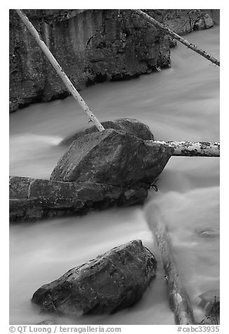 Fallen trees in silt-colored Tokkum Creek. Kootenay National Park, Canadian Rockies, British Columbia, Canada