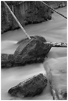 Fallen trees in silt-colored Tokkum Creek. Kootenay National Park, Canadian Rockies, British Columbia, Canada ( black and white)