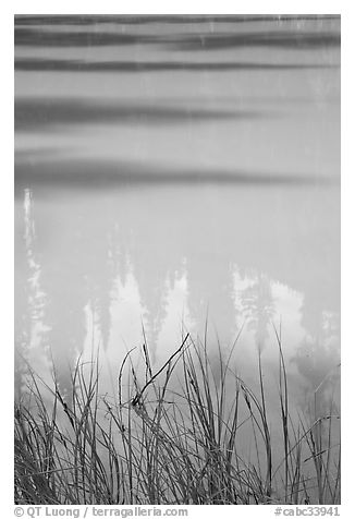 Refexions in the yellow waters of the Paint Pots. Kootenay National Park, Canadian Rockies, British Columbia, Canada (black and white)