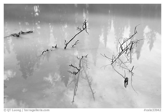 Trees and branches, mineral pool stained yellow by iron oxide. Kootenay National Park, Canadian Rockies, British Columbia, Canada (black and white)