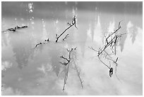 Trees and branches, mineral pool stained yellow by iron oxide. Kootenay National Park, Canadian Rockies, British Columbia, Canada ( black and white)