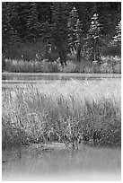 Two of the Paint Pots with mineral-colored water. Kootenay National Park, Canadian Rockies, British Columbia, Canada (black and white)