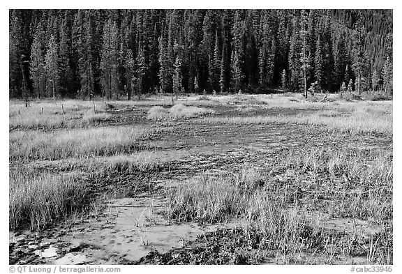 Ochre bed and trees. Kootenay National Park, Canadian Rockies, British Columbia, Canada