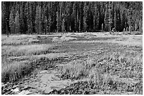 Ochre bed and trees. Kootenay National Park, Canadian Rockies, British Columbia, Canada ( black and white)