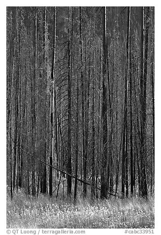 Burned trees and wildflowers. Kootenay National Park, Canadian Rockies, British Columbia, Canada (black and white)