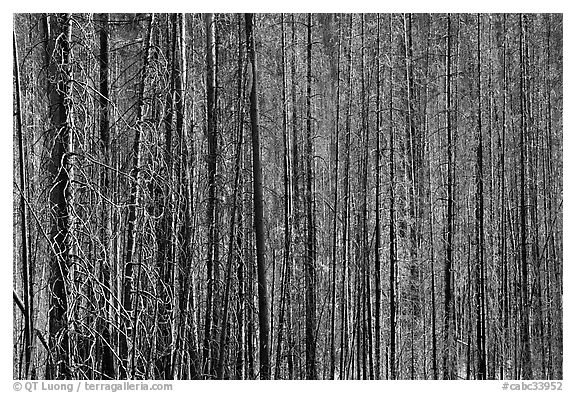 Burned tree trunks. Kootenay National Park, Canadian Rockies, British Columbia, Canada (black and white)