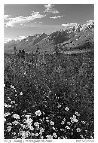 Daisies, fireweed, and Kootenay Valley, late afternoon. Kootenay National Park, Canadian Rockies, British Columbia, Canada (black and white)