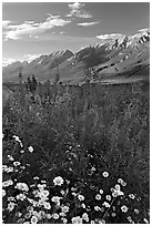 Daisies, fireweed, and Kootenay Valley, late afternoon. Kootenay National Park, Canadian Rockies, British Columbia, Canada (black and white)