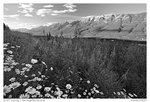 Daisies, fireweed, Mitchell Range and Kootenay Valley, late afternoon. Kootenay National Park, Canadian Rockies, British Columbia, Canada