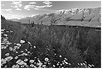 Daisies, fireweed, Mitchell Range and Kootenay Valley, late afternoon. Kootenay National Park, Canadian Rockies, British Columbia, Canada (black and white)
