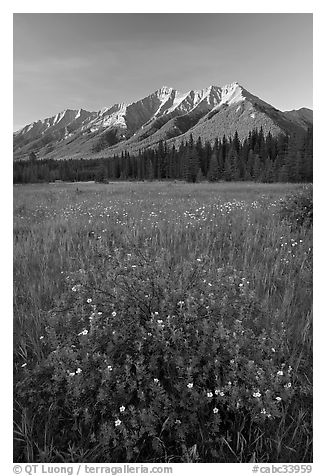 Yellow wildflowers in meadow below Mitchell Range, sunset. Kootenay National Park, Canadian Rockies, British Columbia, Canada