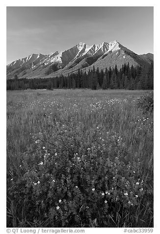 Yellow wildflowers in meadow below Mitchell Range, sunset. Kootenay National Park, Canadian Rockies, British Columbia, Canada