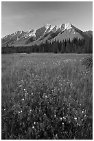 Yellow wildflowers in meadow below Mitchell Range, sunset. Kootenay National Park, Canadian Rockies, British Columbia, Canada (black and white)