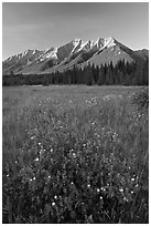 Yellow wildflowers in meadow below Mitchell Range, sunset. Kootenay National Park, Canadian Rockies, British Columbia, Canada ( black and white)