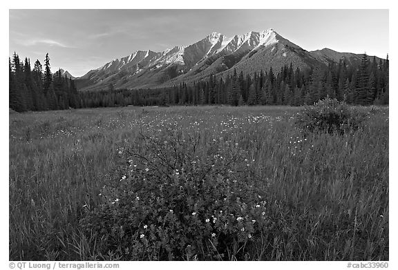 Meadow with wildflowers and Mitchell Range, sunset. Kootenay National Park, Canadian Rockies, British Columbia, Canada (black and white)