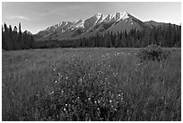 Meadow with wildflowers and Mitchell Range, sunset. Kootenay National Park, Canadian Rockies, British Columbia, Canada ( black and white)